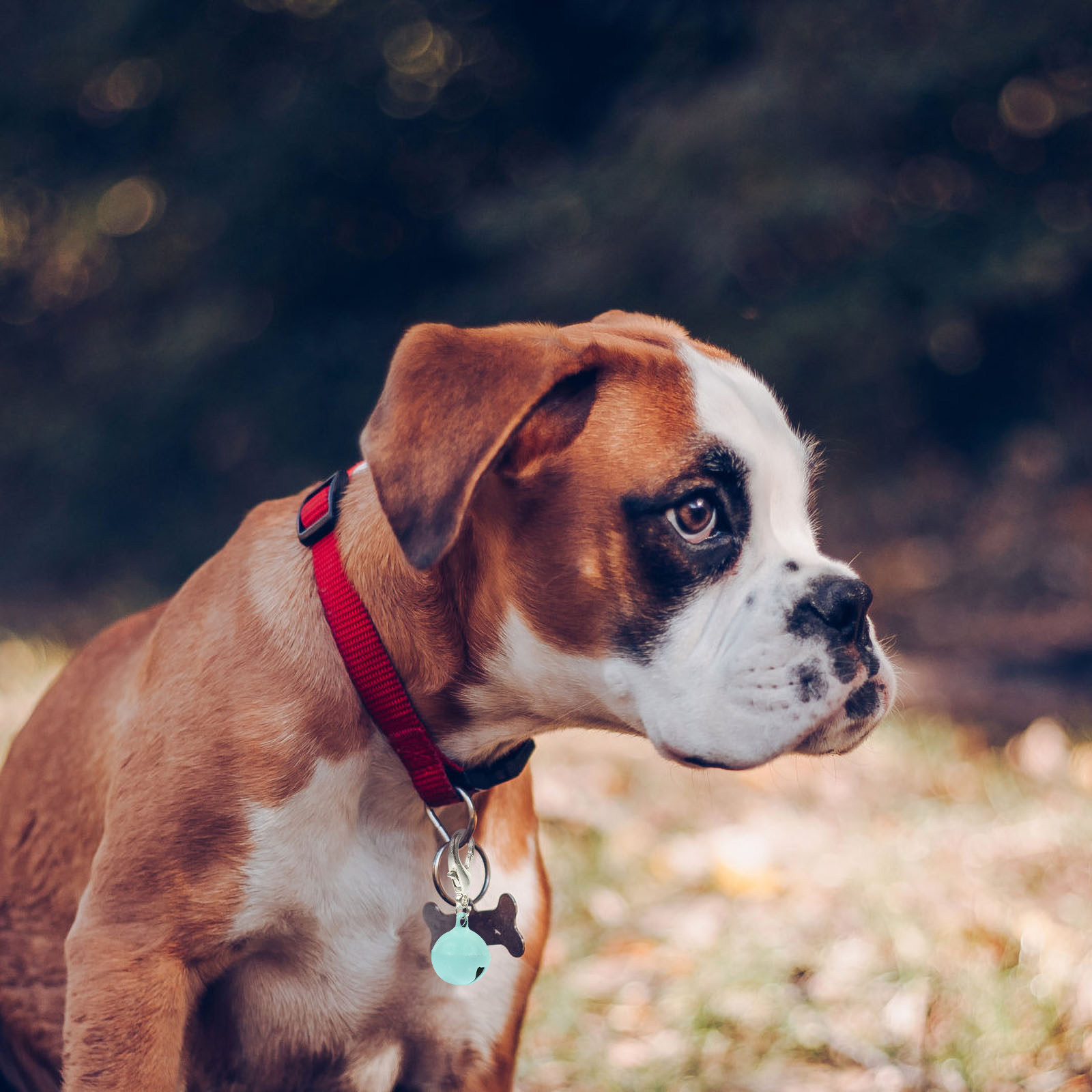 10 Peças Sinos para Coleira de - Pet Supplies Locations avaliação e preço