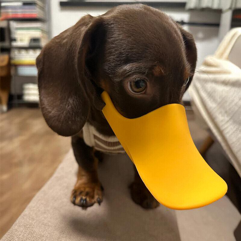 Focinheira de Silicone em Form - Dog Muzzle Silicone avaliação e preço