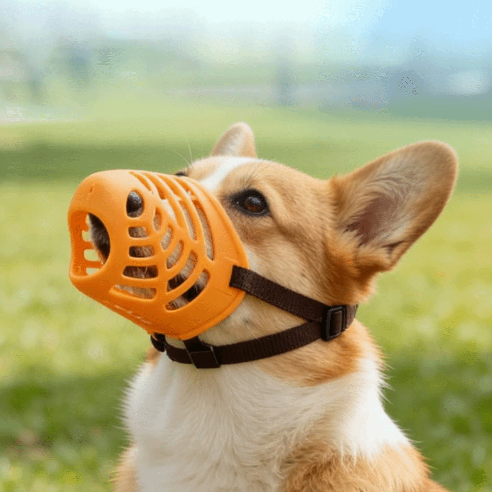 Acessórios para Cães: Focinhei - Dog Muzzle Silicone avaliação e preço