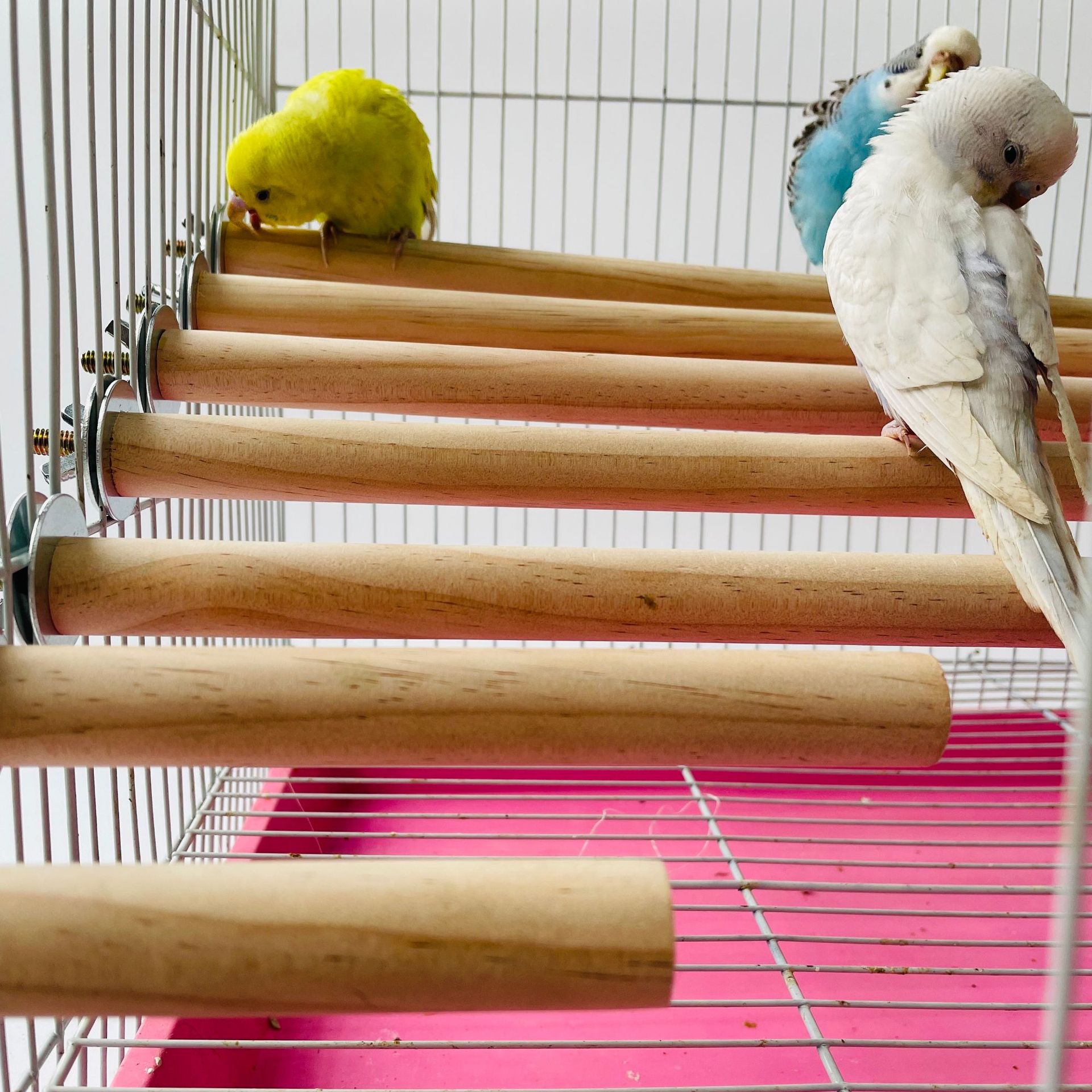 Papagaio animal de estimação c - Pet X Supplies & Tack avaliação e preço