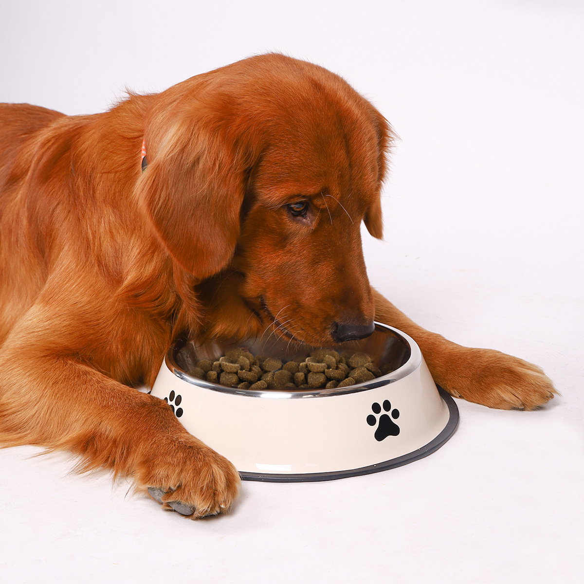 Tigela de Aço Inoxidável para  - Pet Supplies Plus avaliação e preço